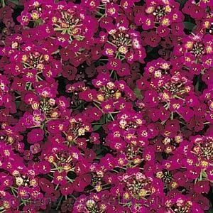 Лот: 10775156. Фото: 1. Алиссум морской (медунки) (Alyssum... Садовые цветы