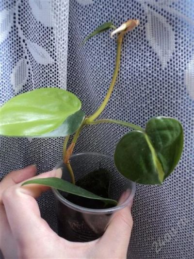 Лот: 1572723. Фото: 1. Филодендрон лазящий Philodendron... Горшечные растения и комнатные цветы