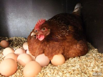 Лот: 13063454. Фото: 1. Яйцо домашних курочек! )) 1 десяток... Мясо, птица, яйцо