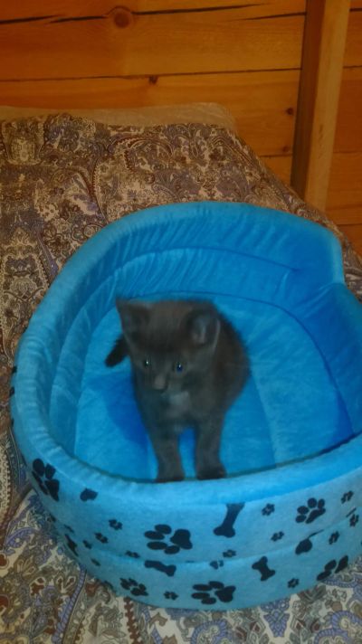 Лот: 12593276. Фото: 1. котеночек. Кошки, котята