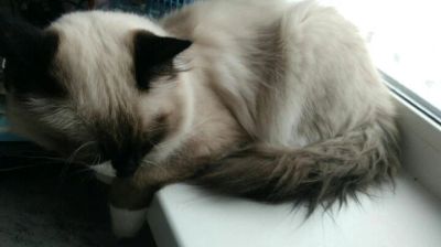 Лот: 11180824. Фото: 1. Найден кот в подъезде. Кошки, котята