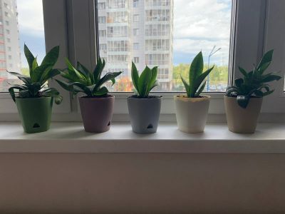 Лот: 22517432. Фото: 1. сансевиерия. Горшечные растения и комнатные цветы