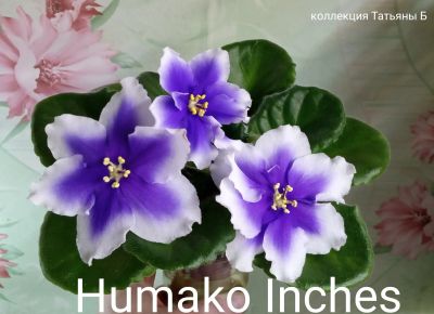 Лот: 17583593. Фото: 1. Фиалка Humako Inches- лист. Горшечные растения и комнатные цветы