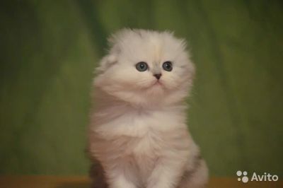 Лот: 4922439. Фото: 1. шотландская длинношерстная вислоухая. Кошки, котята