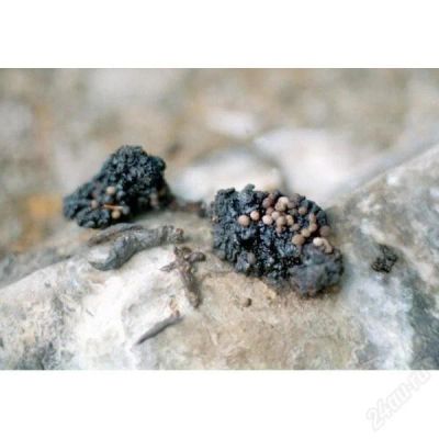 Лот: 1873033. Фото: 1. мумие алтайское, очищенное от... Другое (красота и здоровье)