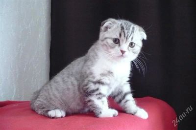 Лот: 2094245. Фото: 1. котёнок 2 мес Scottisch Fold... Кошки, котята