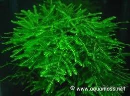 Лот: 1090470. Фото: 1. Mox "anchor moss", пучок. Водные растения