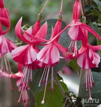 Лот: 15541254. Фото: 1. Фуксия Shrimp Cocktail. Горшечные растения и комнатные цветы