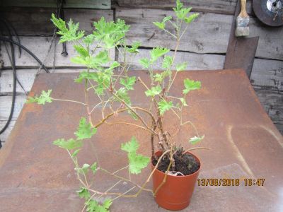 Лот: 11936931. Фото: 1. герань душистая. Горшечные растения и комнатные цветы