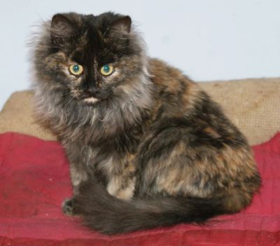 Лот: 10639992. Фото: 1. Кошечка, привита, стерильна, очень... Кошки, котята
