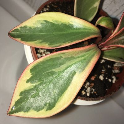 Лот: 17317380. Фото: 1. Пеперомия Clusifolia «Jellie». Горшечные растения и комнатные цветы