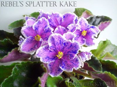 Лот: 4691815. Фото: 1. Сортовая фиалка Rebel’s Splatter... Горшечные растения и комнатные цветы