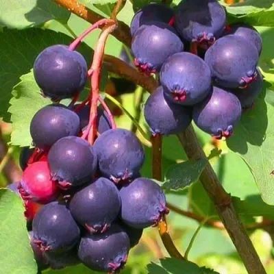 Лот: 22377234. Фото: 1. саженец. Ягоды