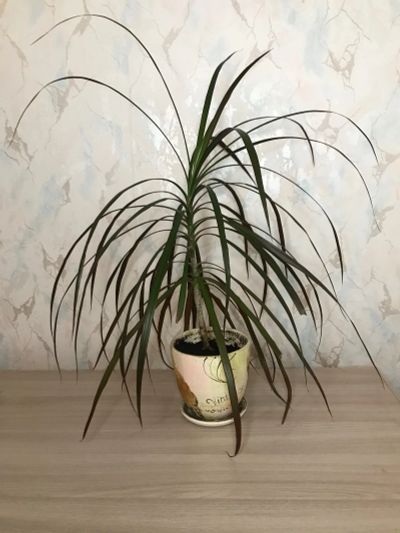 Лот: 16681244. Фото: 1. Пальма с горшком. Горшечные растения и комнатные цветы