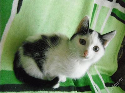 Лот: 2336466. Фото: 1. Кот без хлопот!. Кошки, котята