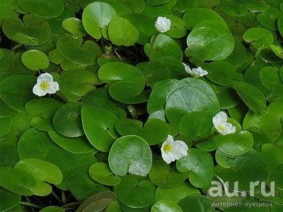 Лот: 8144652. Фото: 1. Водокрас лягушачий (Hydrocharis... Водные растения