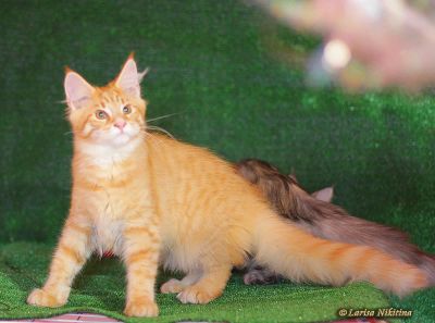 Лот: 10181254. Фото: 1. Продам-Обмен Мейн кун Мальчик... Кошки, котята