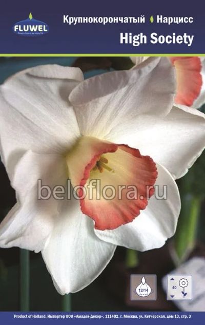 Лот: 6195767. Фото: 1. Нарцисс High Society. Луковица. Другое (семена, рассада, садовые растения)