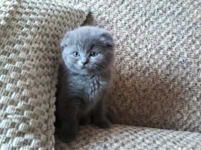 Лот: 7962052. Фото: 1. Плюшевый вислоухий малыш. Кошки, котята