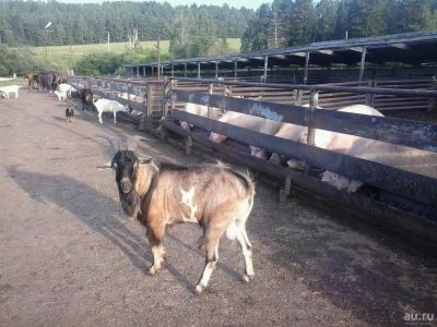 Лот: 8840124. Фото: 1. Продам сельхозпредприятие. Другое (готовый бизнес)
