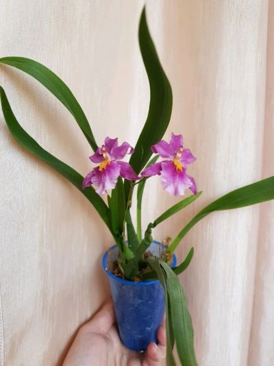 Лот: 12434450. Фото: 1. Орхидея Камбрия 1. Горшечные растения и комнатные цветы