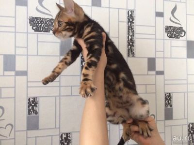 Лот: 8801853. Фото: 1. Бенгальский котенок с документами... Кошки, котята