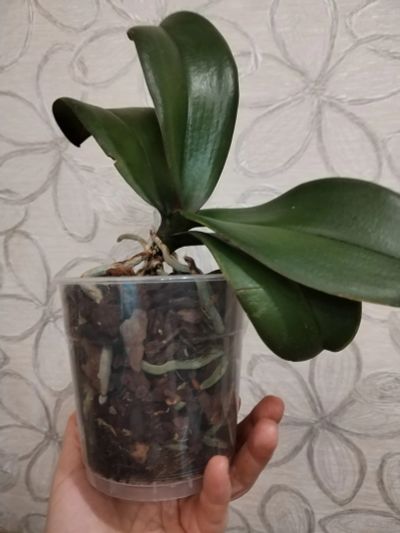Лот: 25821385. Фото: 1. Орхидея фаленопсис, отцвела. Горшечные растения и комнатные цветы
