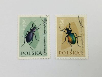 Лот: 23964375. Фото: 1. Насекомые. Красотел пахучий. Жужелица... Марки