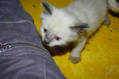 Лот: 1774905. Фото: 1. Сиамские котята. Кошки, котята