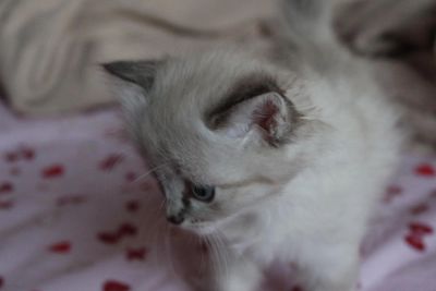 Лот: 7147793. Фото: 1. Котята. Кошки, котята