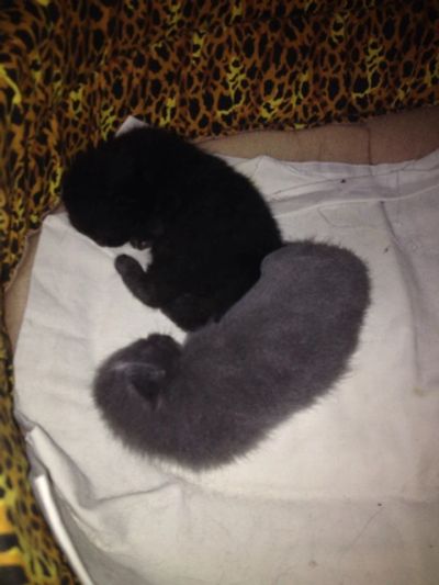 Лот: 4650831. Фото: 1. Маленькие британчики. Кошки, котята