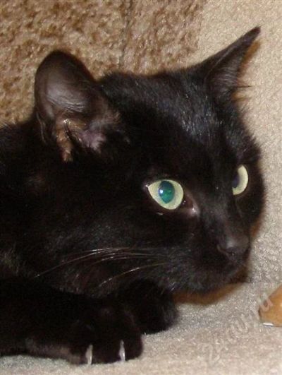 Лот: 618540. Фото: 1. Котенок-подросток ищет хозяев!. Остальные животные