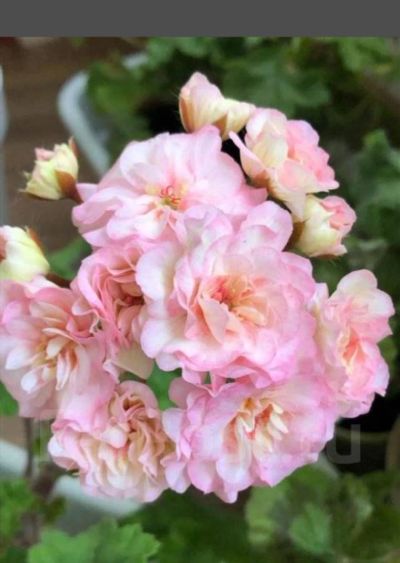 Лот: 20347193. Фото: 1. Сортовая пеларгония ТА Марсель. Горшечные растения и комнатные цветы