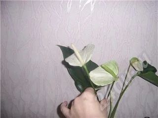 Лот: 592363. Фото: 1. антуриум\.. Горшечные растения и комнатные цветы