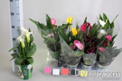 Лот: 9614035. Фото: 1. Калла в горшках. Горшечные растения и комнатные цветы