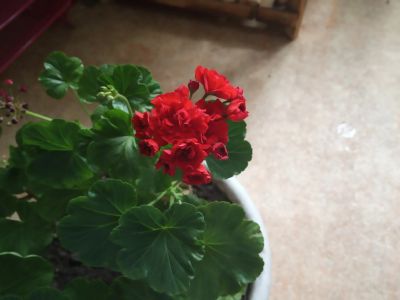 Лот: 11997439. Фото: 1. Пеларгония розенбудная. Горшечные растения и комнатные цветы