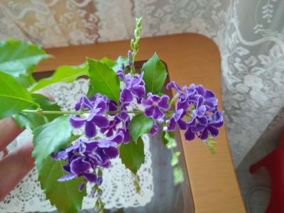 Лот: 11998754. Фото: 1. Дуранта Плюмье, Duranta plumieri. Горшечные растения и комнатные цветы