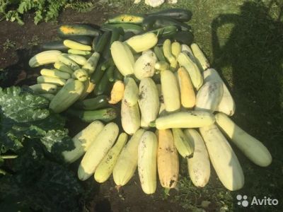 Лот: 8167125. Фото: 1. куплю оптом излишки вашего урожая... Овощи, фрукты, зелень
