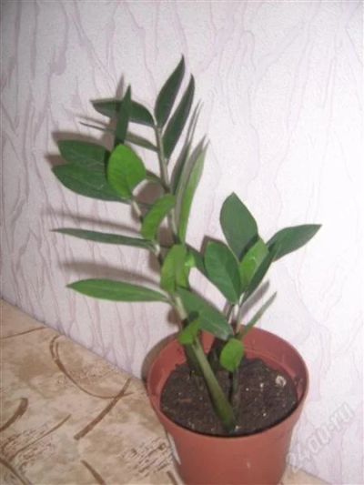 Лот: 814335. Фото: 1. замиокулкас 5. Горшечные растения и комнатные цветы