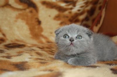 Лот: 1622997. Фото: 1. шотландская вислоухая девочка. Кошки, котята