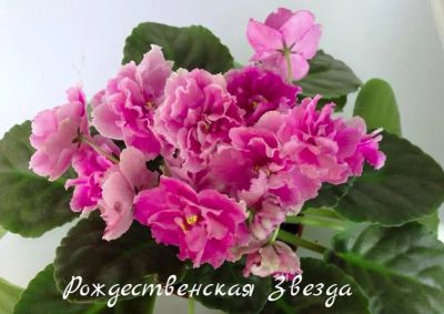 Лот: 5382982. Фото: 1. Фиалка сортовая Рождественская... Горшечные растения и комнатные цветы