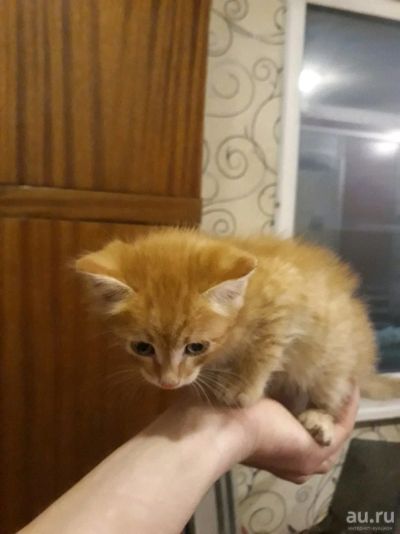Лот: 12987790. Фото: 1. Рыжее солнышко. Кошки, котята