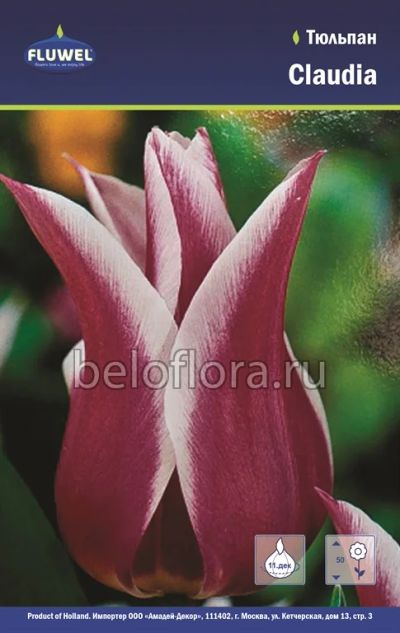 Лот: 6187836. Фото: 1. Тюльпан Claudia. Луковица. Другое (семена, рассада, садовые растения)