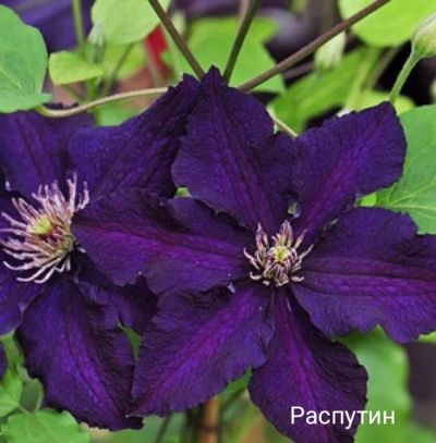 Лот: 15682045. Фото: 1. Клематис 2 способ обрезки. Садовые цветы