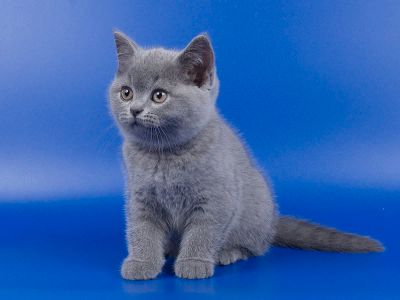 Лот: 6268777. Фото: 1. Котятки британцы. Кошки, котята
