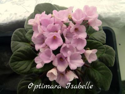 Лот: 5383190. Фото: 1. Фиалка сортовая Optimara Isabelle... Горшечные растения и комнатные цветы