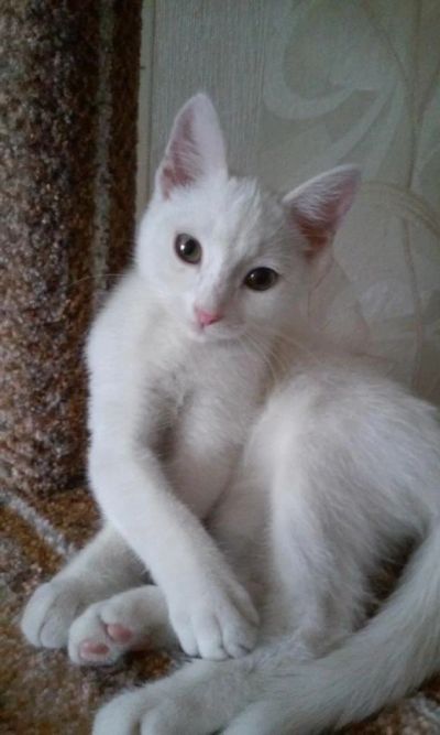 Лот: 7716367. Фото: 1. Белый котенок, около 3,5 месяцев... Кошки, котята