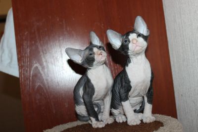 Лот: 13375952. Фото: 1. Сфинксики ушастенькие. Кошки, котята