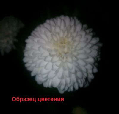 Лот: 12005265. Фото: 1. Хризантема комнатная. Горшечные растения и комнатные цветы