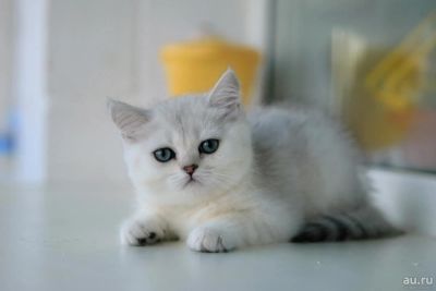 Лот: 10033744. Фото: 1. Продам британского котенка - девочка... Кошки, котята
